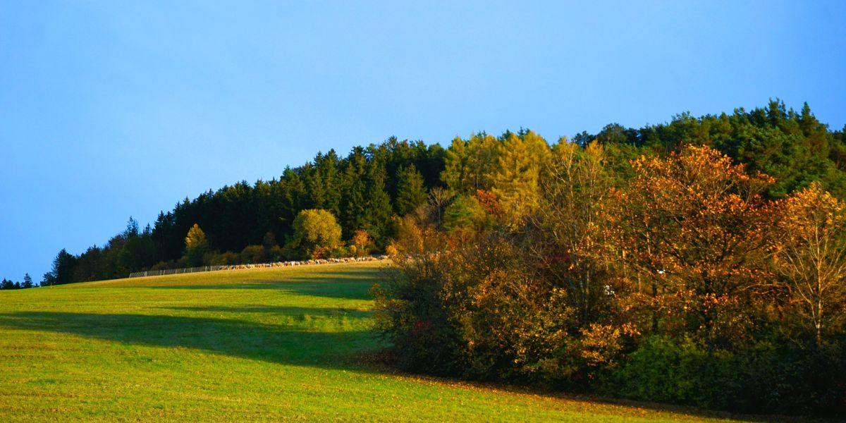 images/Seminare/Seminare_2023/2-Herbstbild-Wächtersberg-mit-Schafe-02.11.23-Camara.jpg#joomlaImage://local-images/Seminare/Seminare_2023/2-Herbstbild-Wächtersberg-mit-Schafe-02.11.23-Camara.jpg?width=4000&height=2667